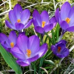 Crocus vernus