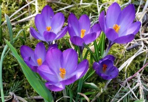 Crocus vernus