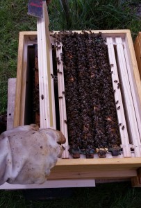 Bienen Ableger in Rammingen / Unterallgäu