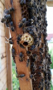 bienenkoenigin-weiselzelle-geschluepft