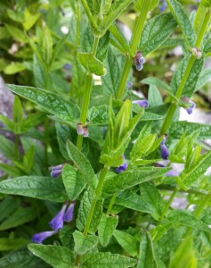 wiesensalbei