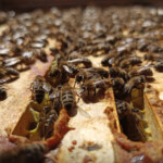 Bienen, Unterallgäu, bienenflo, Honig, Waben, Wiese, Sonne, Beute, Holz, Blume, Blumenwiese